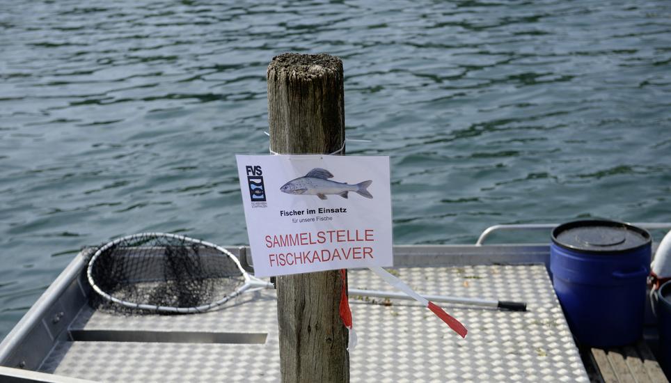 Sommer 2018 – das grosse Fischsterben. Jetzt hat der Kanton in einem Klimaanpassungsbericht dargelegt, wie er sich für künftige Ereignisse dieer Art wappnen will. Bild: Selwyn Hoffmann