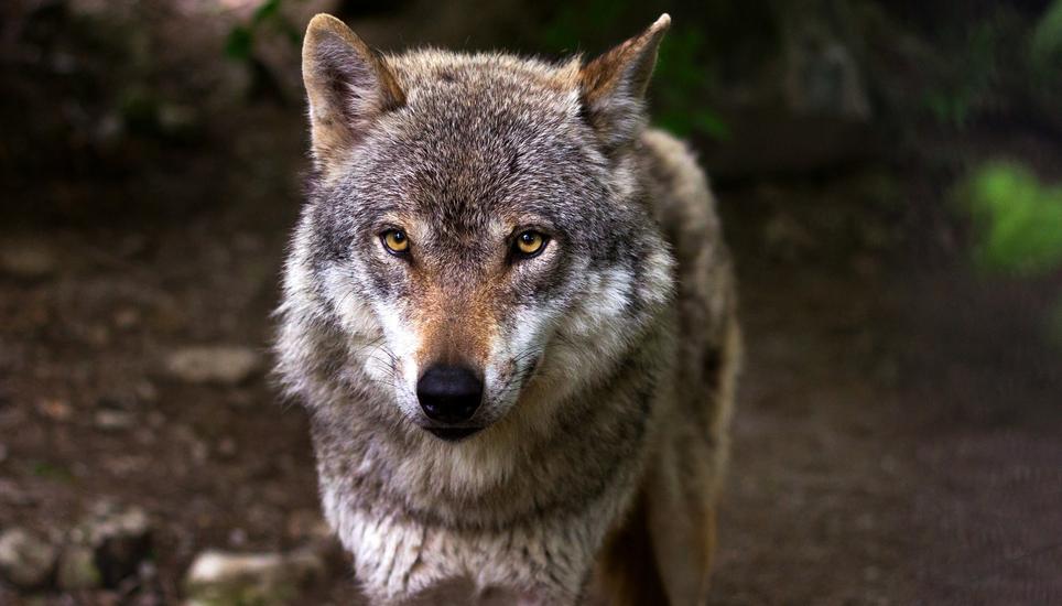 Soll künftig präventiv geschossen werden, wenn es nach dem Ständerat geht: der Wolf. Bild: Pixabay