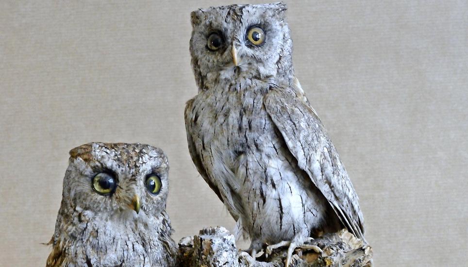 Zwei Zwergohreulen. Das obere Tier wurde am 14. Mai 1860 in den Löhninger Reben lebend gefangen und verstarb.
Die untere Eule erhielt Pfeiffer erst 1874 von einem «Herrn G. Vogel in Zürich, welcher sie lebendig hatte». Bild: Urs Weibel