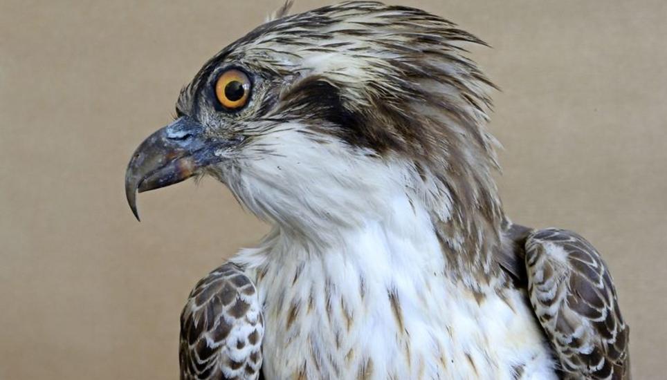 Pfeiffersches Vogelfieber: Die grosse Leidenschaft von Jakob Pfeiffer aus Neunkirch war das Ausstopfen von Vögeln. Bild: zge