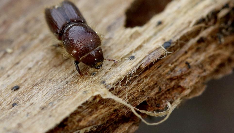 Die Borkenkäfer befallen vor allem Fichten. Bild: Key