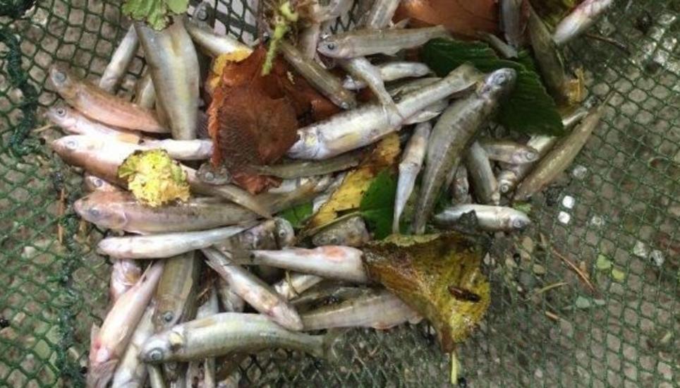 Der niedrige Wasserstand sowie die Verschmutzung machte den Elritzen zu schaffen. Bild: SHPol
