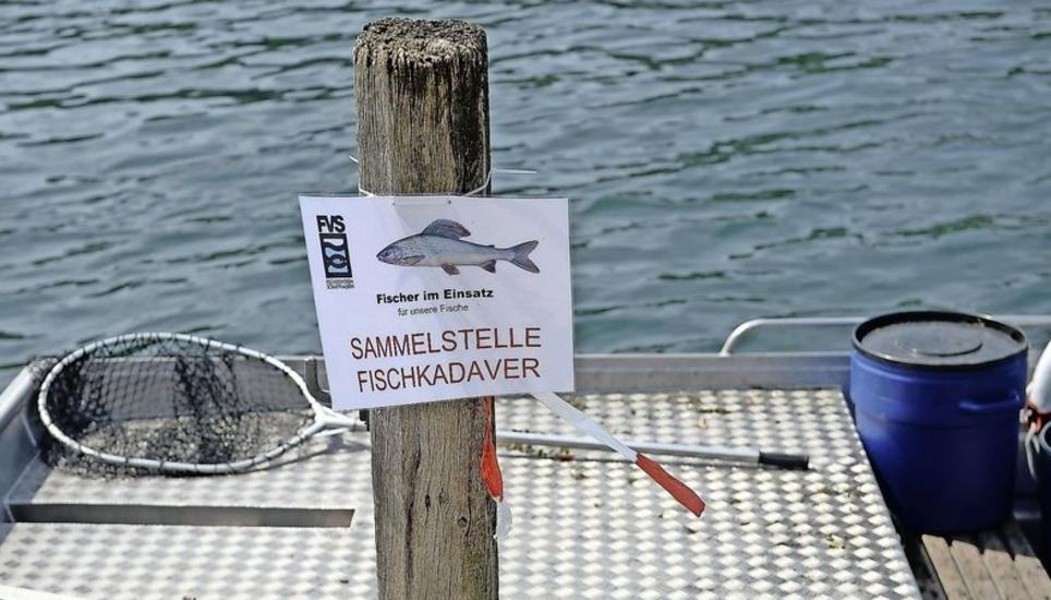 Um möglichst viele wärmeempfindliche Fische vor dem Tod zu bewahren, hat der Schweizer Fischereiverband ein Handbuch zur Rettung von Fischen veröffentlicht. Archivbild: Selwyn Hoffmann