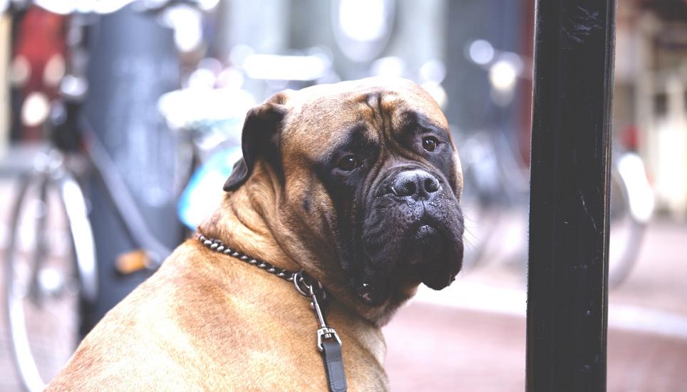 Hunde müssen bei Jumbo nicht draussen vor der Tür oder im Auto warten. Auch sie sind im Laden willkommen. Symbolbild: Pixabay