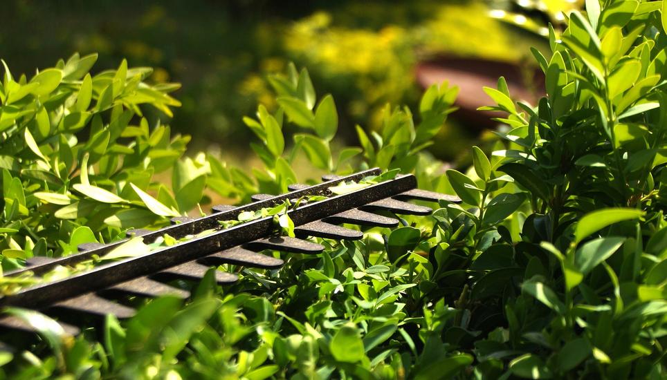 Die Arbeitgeber der Schaffhauser Gartenbauer haben sich geweigert mit der Unia zusammen zu arbeiten. Symbolbild: Pixabay