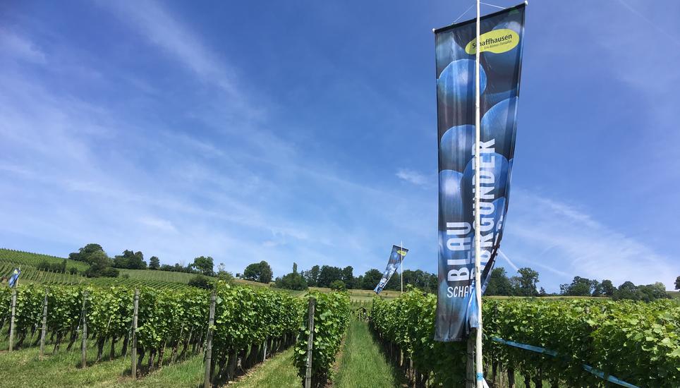 Mehrere verschiedene Weinsorten aus der Region werden präsentiert.