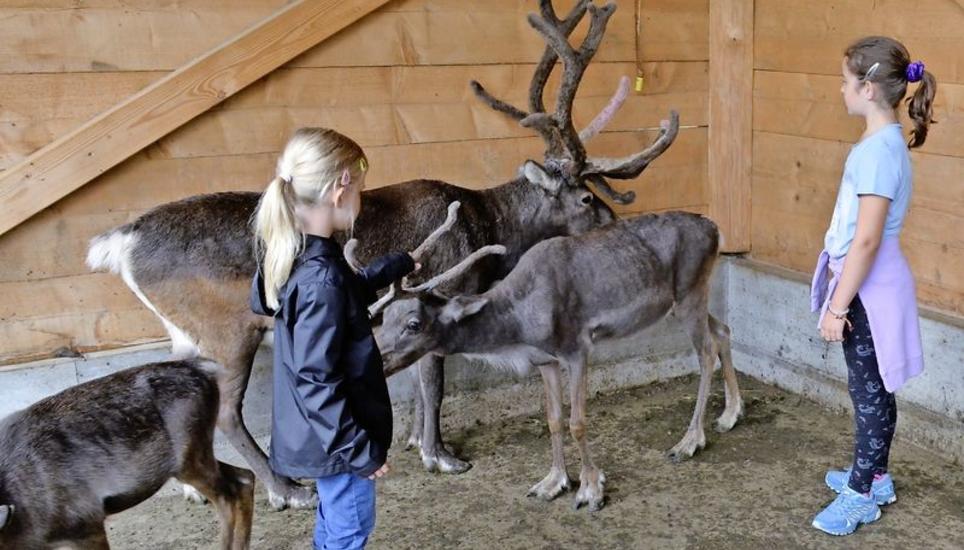 Kinder beim Streicheln der Rentiere auf dem Hof der Familie Fürst in Dachsen. Bild: Tim Nadler