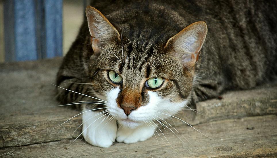 Zum Unfall kam es, weil eine Velofahrerin einer Katze ausweichen wollte. Symbolbild: Pixabay