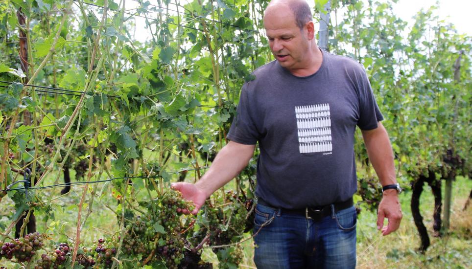Das Weingut vom Ossinger Rebmann und Weinmacher Hans Wiesendanger ist ebenfalls teilweise stark vom Hagelschlag mit beachtlichen Schäden heimgesucht worden.