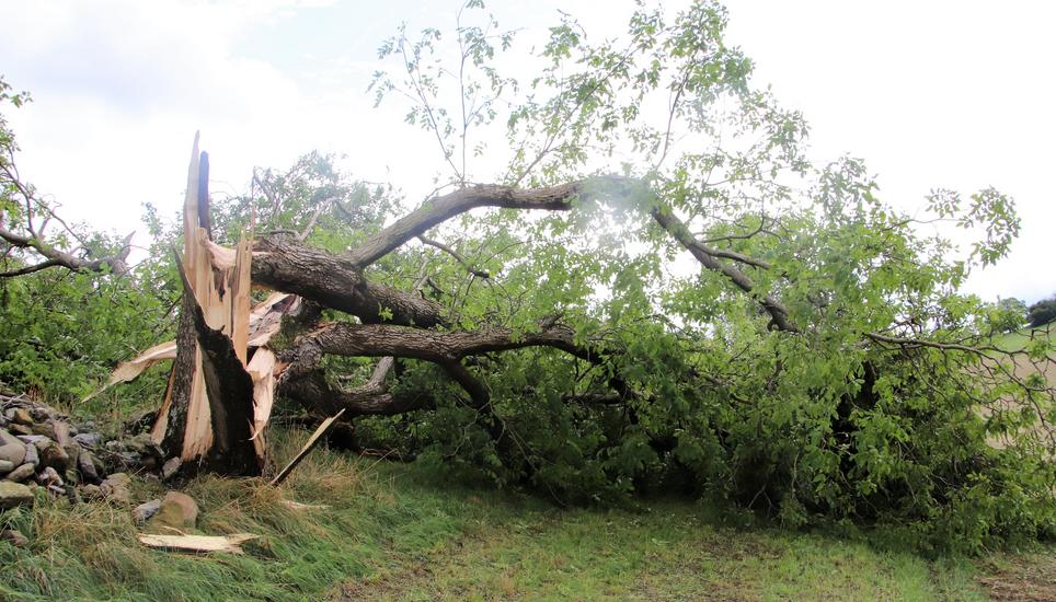 Wiederum sind auch Feldbäume wie dieser stattliche Nussbaum in Ossingen vom Gewittersturm umgeworfen worden.