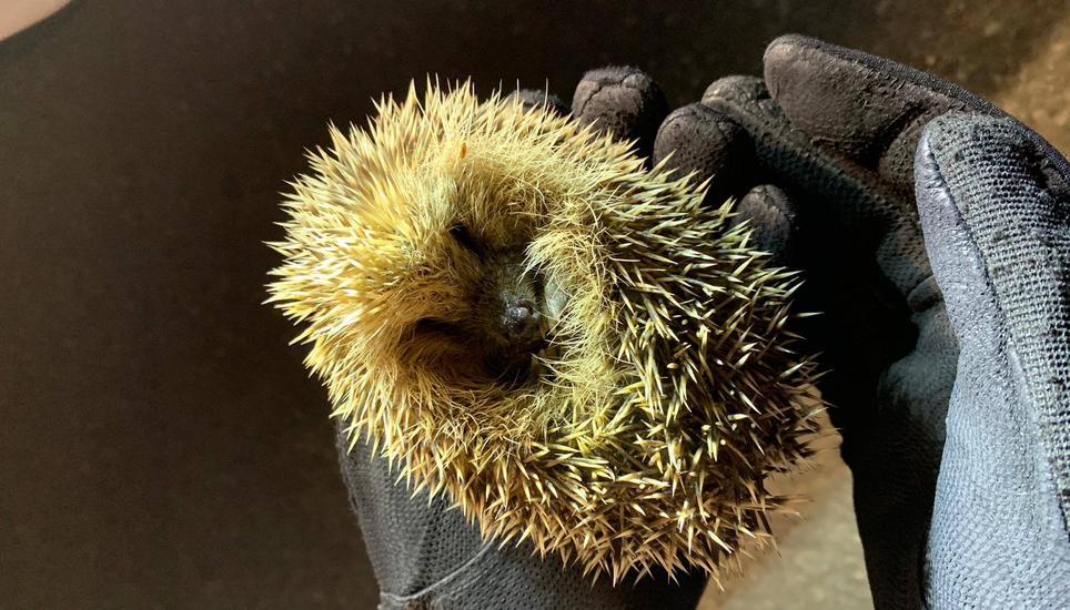 Dank der Hilfe eines Polizisten schaffte es dieser Igel sicher über die Strasse. Bild: Facebook / SHPol