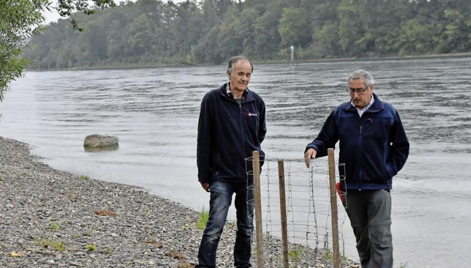 Peter Hunziker (l.) und Walter Vogelsanger von SH Power zeigen am renaturierten Ufer beim Zeltplatz Rheinwies in Büsingen die neu angepflanzte Schwarzpappel. Bild: Louise Ann Roos