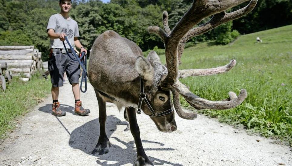 Grosse Attraktion bei der Eröffnung des Steinzeitpfades: Dominik Brühlmann mit Rentier Luki bei der Station Untere Bsetzi. Bild: Selwyn Hoffmann