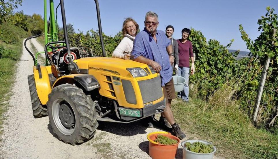 Chrigel Wolf und sein Team lesen am Wilchingerberg gesunde, reife Riesling-Silvaner-Trauben für Markus Hedinger. Bild: us
