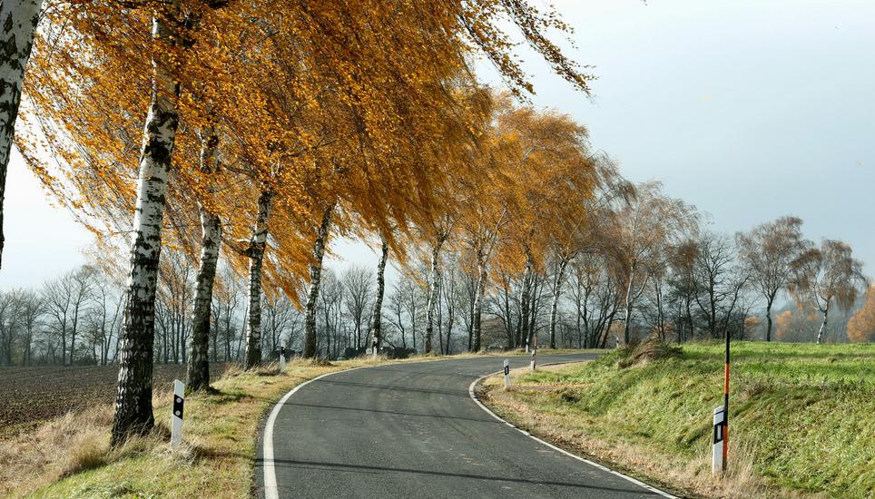 In mehreren Schaffhauser Gemeinden sind wegen des Sturms Äste auf die Strasse gekracht. Symbolbild: Pixabay