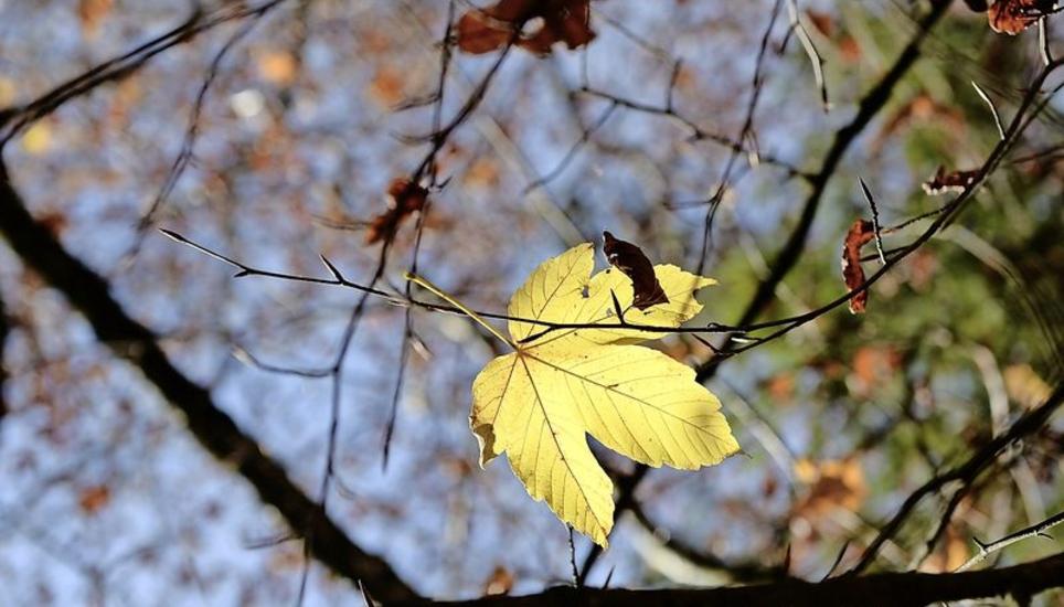 Die Tage werden kürzer – der Herbst zaubert Farben hervor. Bild: Selwyn Hoffmann