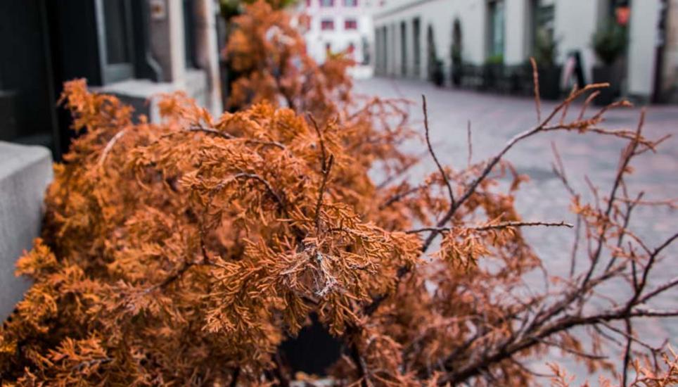 Herbstfarben aus Schaffhausen. Bilder: Lara Galliker