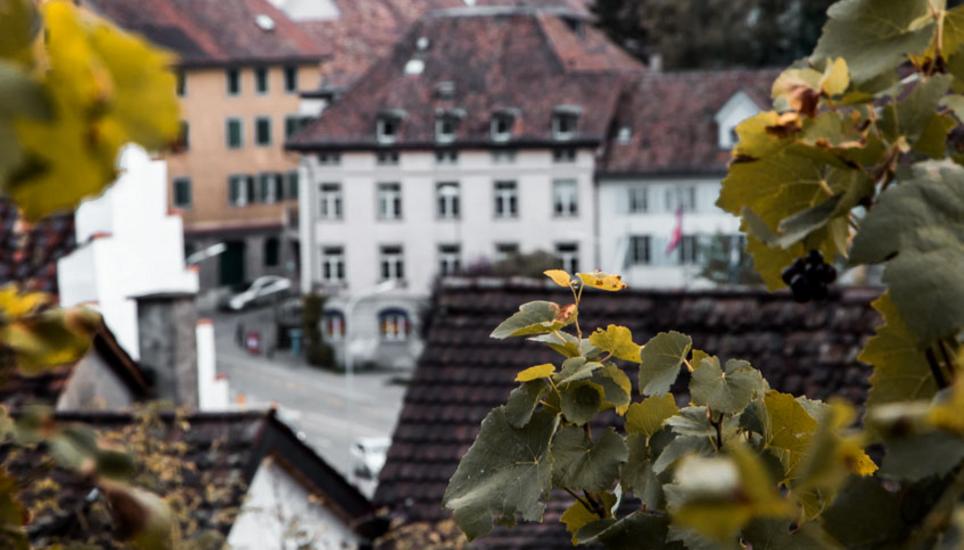 Herbstfarben aus Schaffhausen. Bilder: Lara Galliker