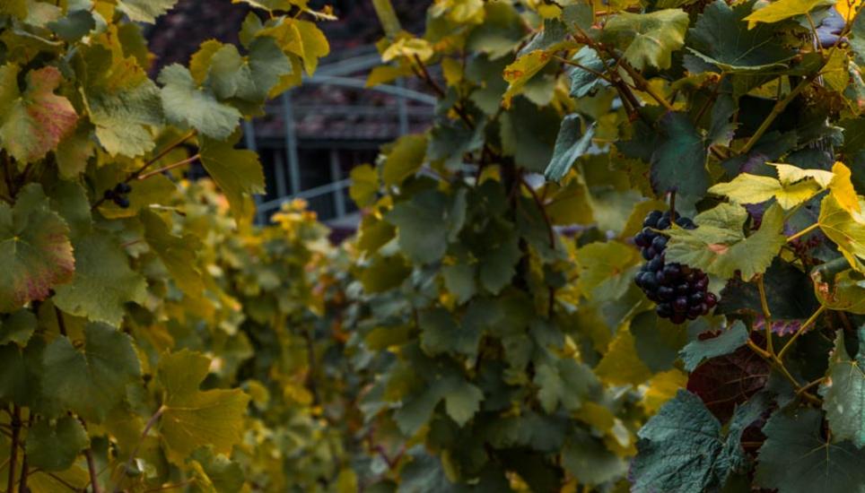 Herbstfarben aus Schaffhausen. Bilder: Lara Galliker