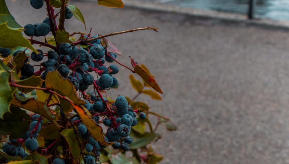 Herbstfarben aus Schaffhausen. Bilder: Lara Galliker