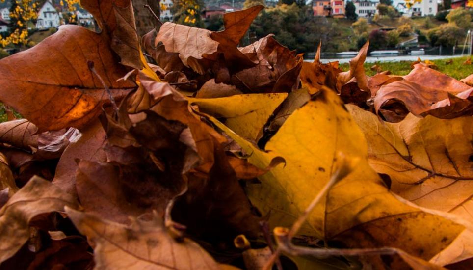 Herbstfarben aus Schaffhausen. Bilder: Lara Galliker