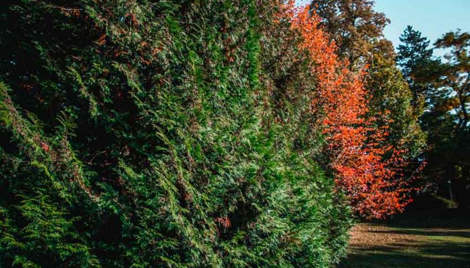 Herbstfarben aus Schaffhausen. Bilder: Lara Galliker