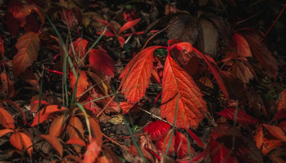 Herbstfarben aus Schaffhausen. Bilder: Lara Galliker