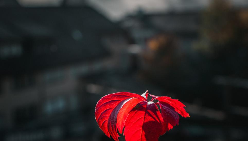 Herbstfarben aus Schaffhausen. Bilder: Lara Galliker