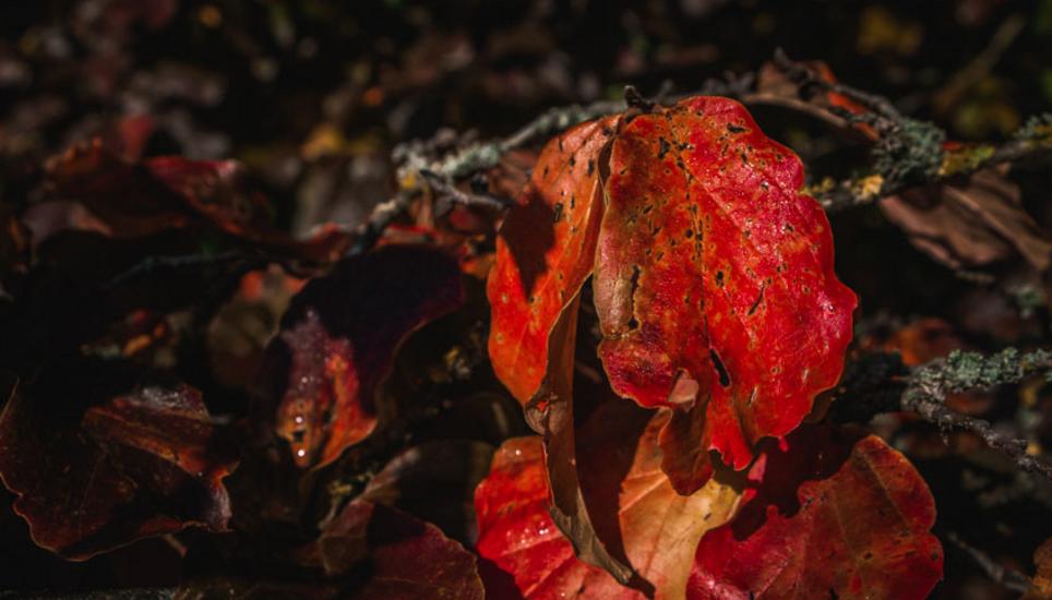 Herbstfarben aus Schaffhausen. Bilder: Lara Galliker