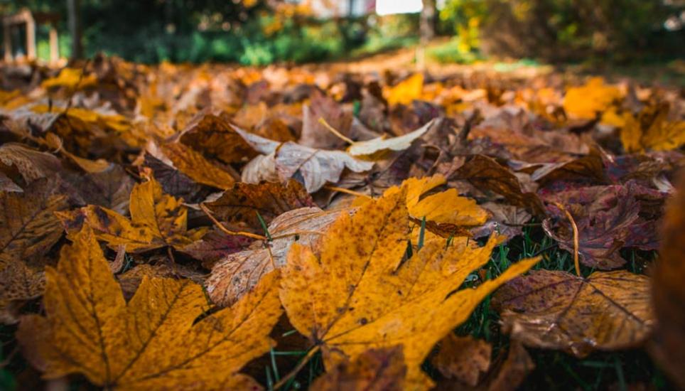 Herbstfarben aus Schaffhausen. Bilder: Lara Galliker
