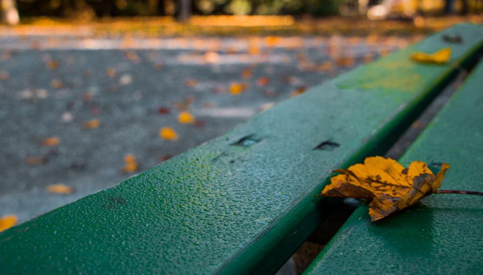 Herbstfarben aus Schaffhausen. Bilder: Lara Galliker