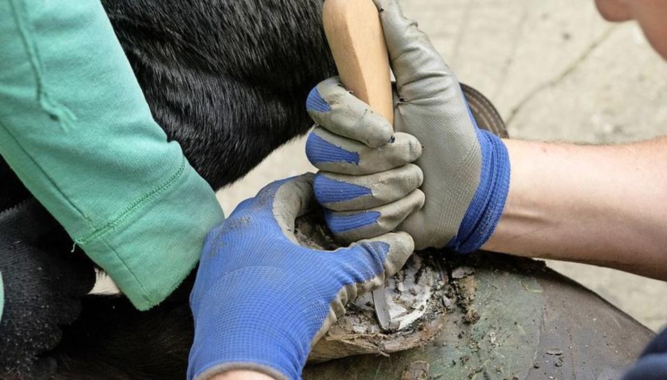 Anschliessend wird der Huf zurückgeschnitten.