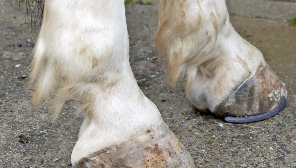 So sehen die schicken neuen «Schuhe» von Pferd Lucky am Ende aus.