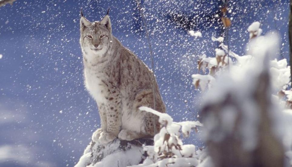 «Auf die Frage des kleinen Prinzen, was zähmen bedeute, antwortet der Fuchs: «Zähmen heisst, sich vertraut machen …», schreibt Barbara Gehring in ihrer Kolumne.
