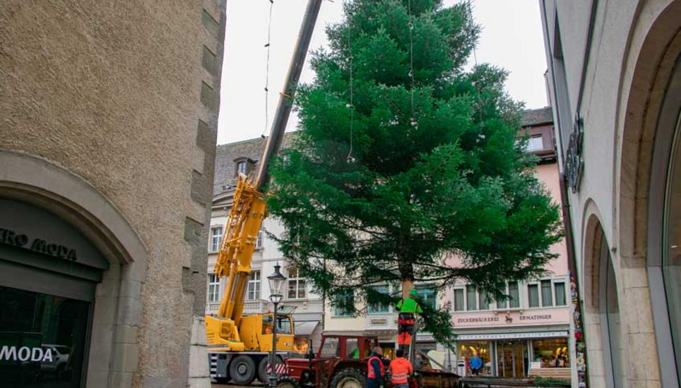 Der Baum auf dem Fronwagplatz wurde am Montag gestellt. Bilder: Lara Galliker