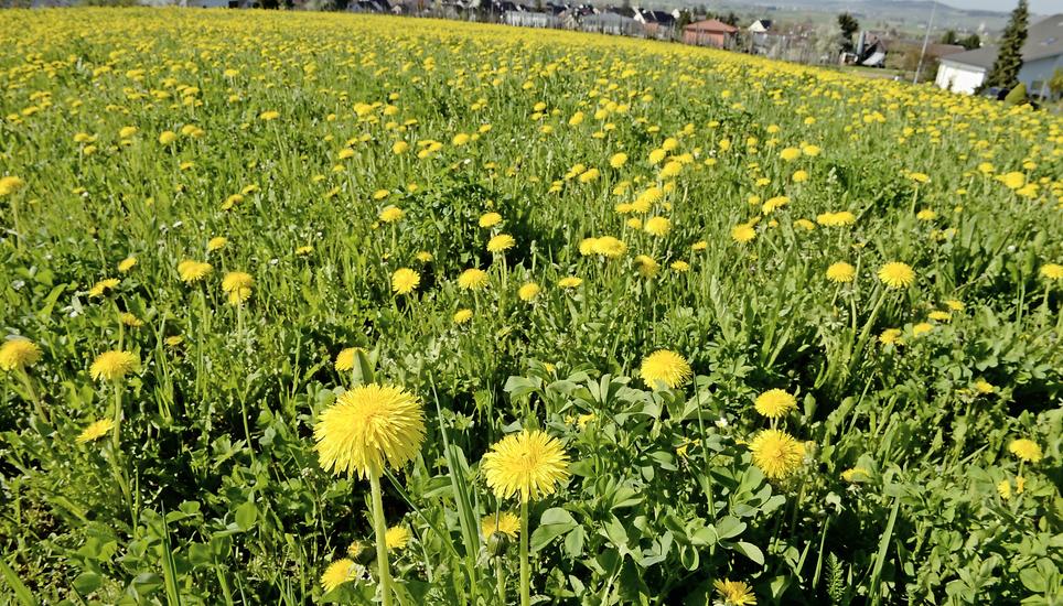 Auch die Naturparkgemeinde Gächlingen lehnte das Parkgesetz ab. Bild: Selwyn Hoffmann