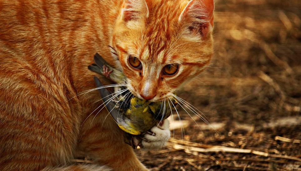Katzen jagen bevorzugt Vögel - und in Schaffhausen sind manche Populationen schon massiv ausgedünnt worden, wenngleich nicht nur wegen der Stubentiger. Symbolbild: Pixabay