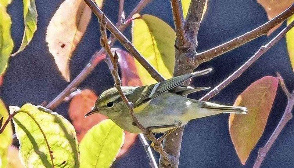 Dieses Jahr erstmals in Schaffhausen gesehen: Gelbbrauenlaubsänger. Bild: Martin Roost