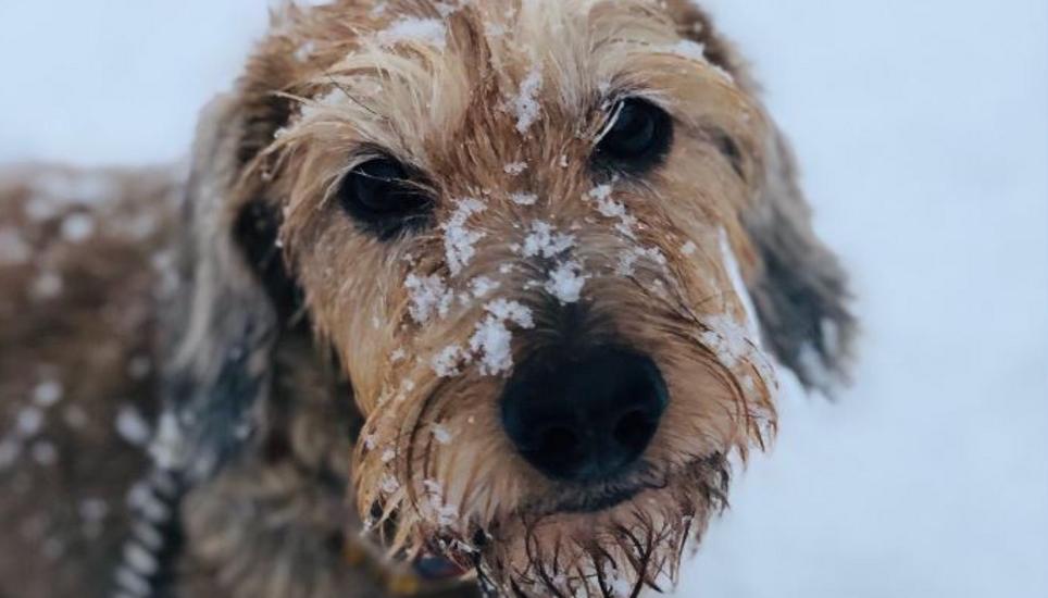 Auch der beste Freund des Menschen ist bereit für den Winter. Bild: Isabelle Provenzano
