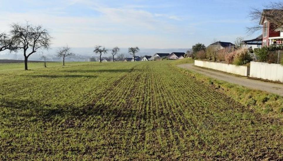 Hier soll das neue Gailinger Baugebiet «Bei der Erlenwies» entstehen. Bild: Thomas Martens