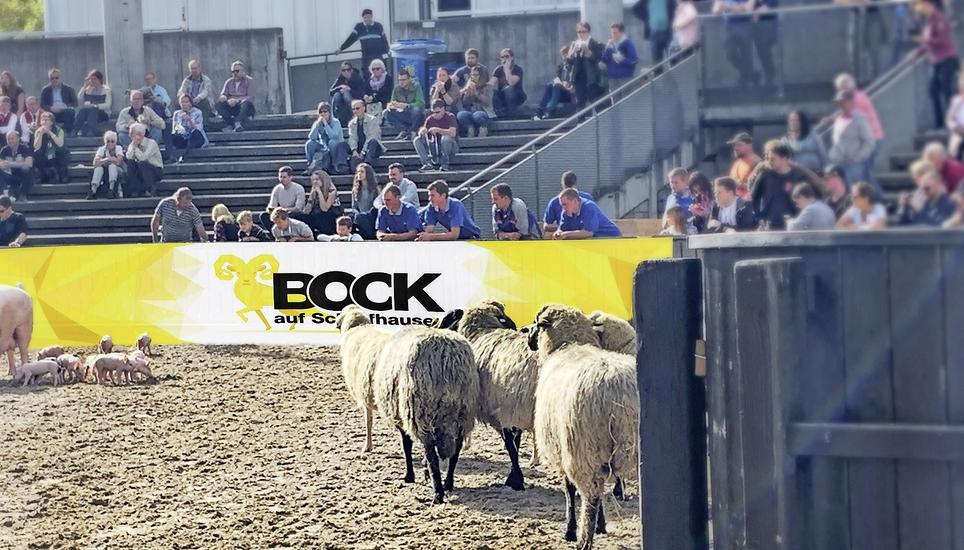 «Bock auf Schaffhausen» hätte der Slogan des Schaffhauser Gastauftritts an der Olma in St. Gallen geheissen. Nun muss der Gastauftritt um ein Jahr verschoben werden. Bild: zvg