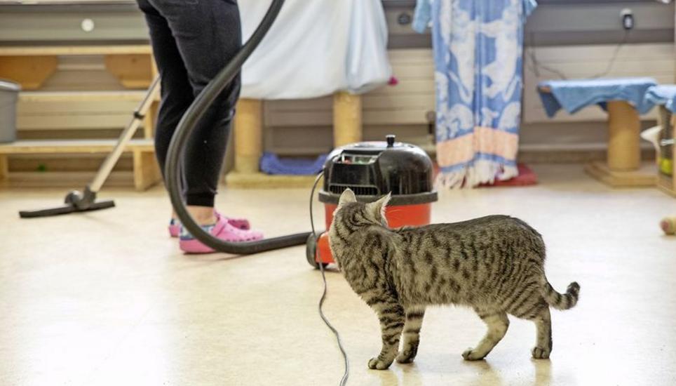 Jeweils am Morgen wird im Katzenhaus gründlich geputzt. Timeo beobachtet den Staubsauger genau.