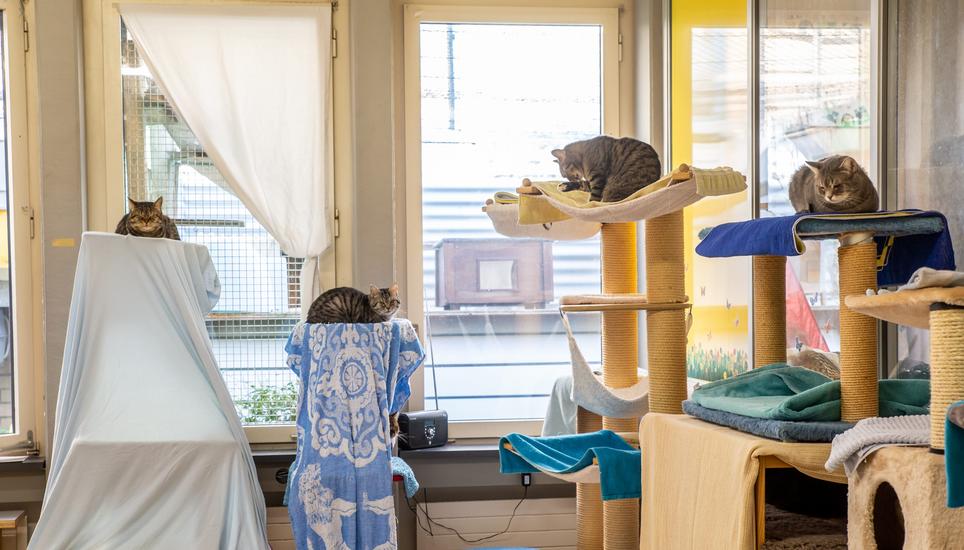 Im Katzenhaus ist jedes Büssi willkommen.