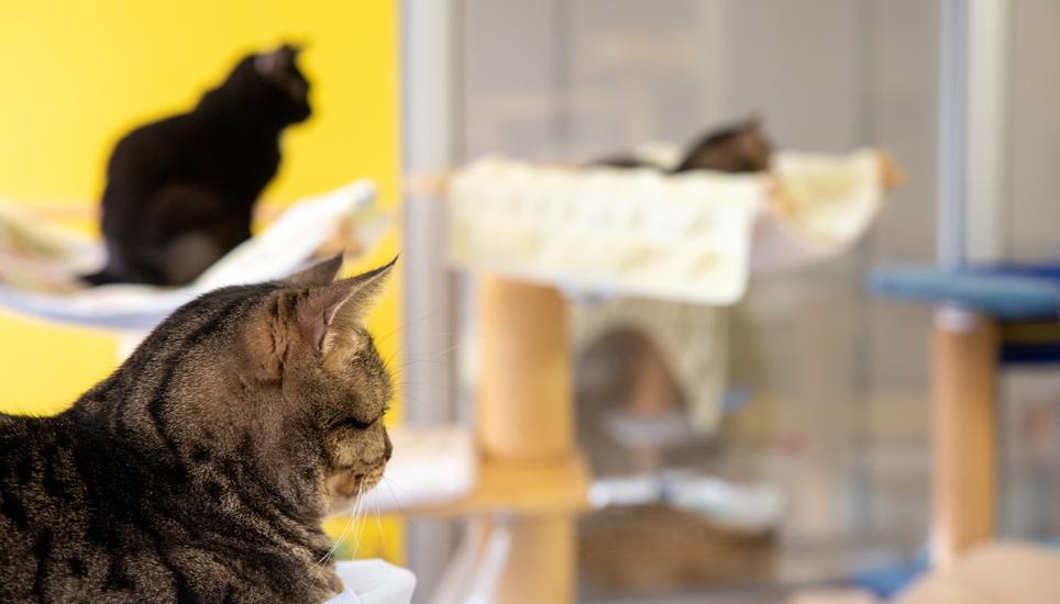 Im Katzenhaus ist jedes Büssi willkommen.