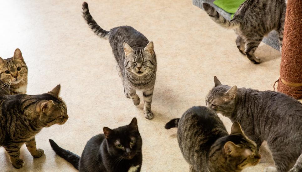 Im Katzenhaus ist jedes Büssi willkommen.