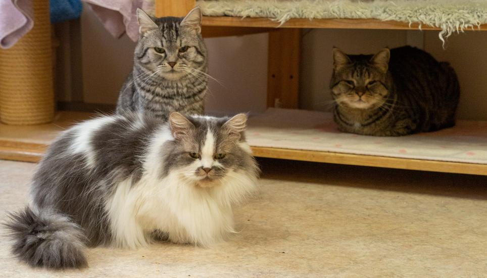 Im Katzenhaus ist jedes Büssi willkommen.