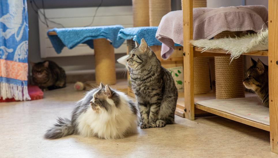 Im Katzenhaus ist jedes Büssi willkommen.