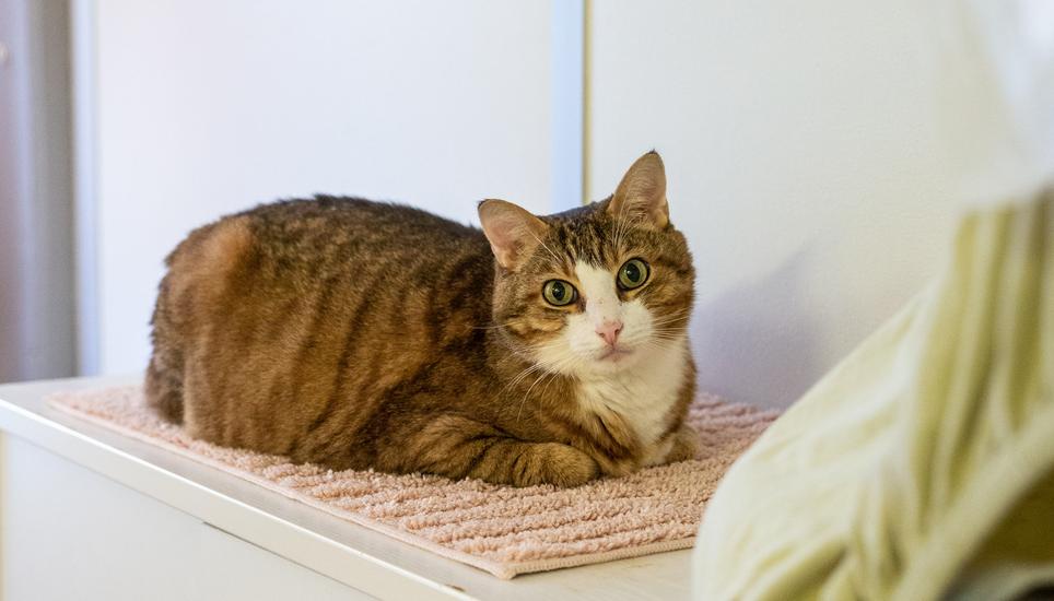 Im Katzenhaus ist jedes Büssi willkommen.
