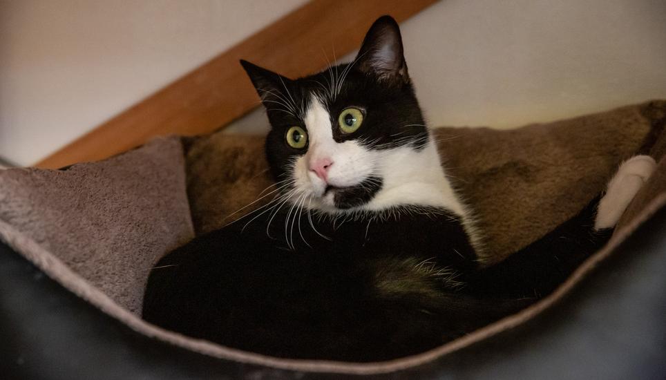 Im Katzenhaus ist jedes Büssi willkommen.