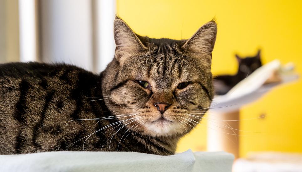 Im Katzenhaus ist jedes Büssi willkommen.